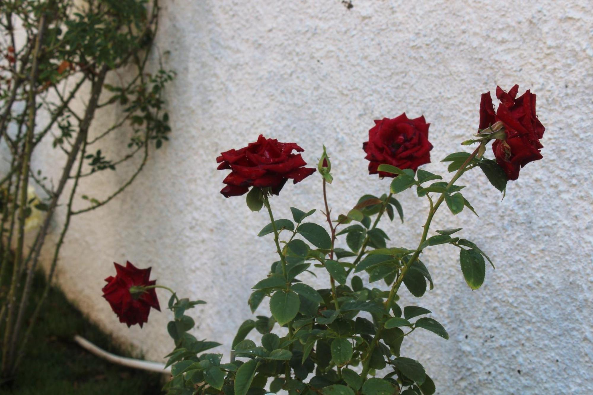 Los Flamingos Bed & Breakfast La Maddalena  Екстериор снимка